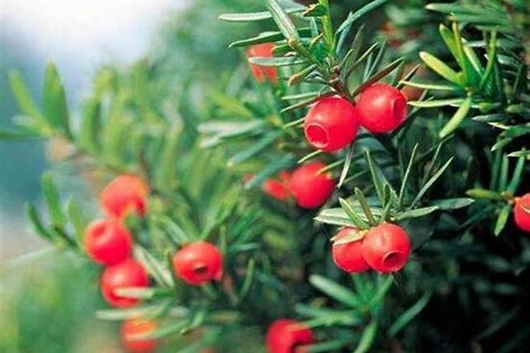 大葱增收高产怎么施肥？用什么肥效果好