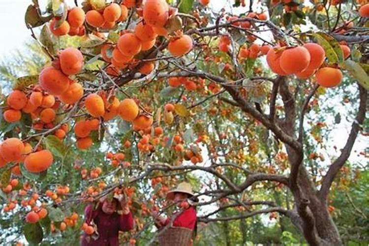 柿子用什么肥料果实更甜 如何施肥才能增甜