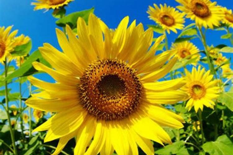 进口水溶肥哪家效果好