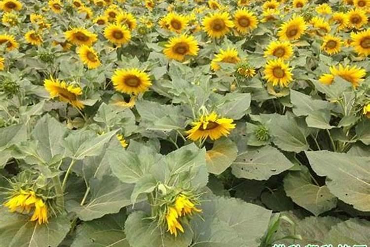 葵花苗开花期用什么肥料打什么叶面肥好用