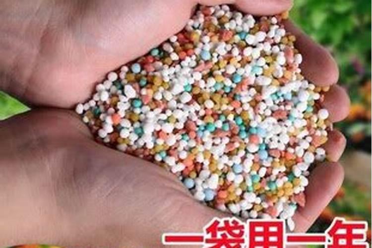 君子兰肥施重了怎么办