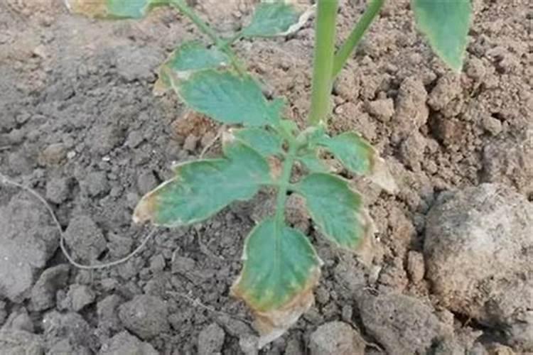 磷酸二氢钾可以喷施青菜吗