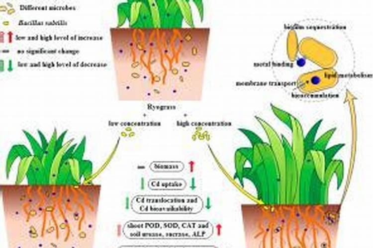 微生物菌剂配尿素好配大量元素好