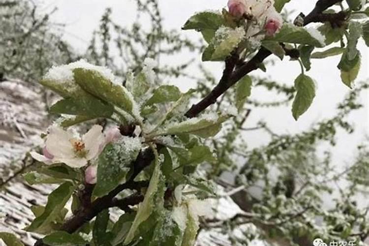 小麦倒春寒补救措施