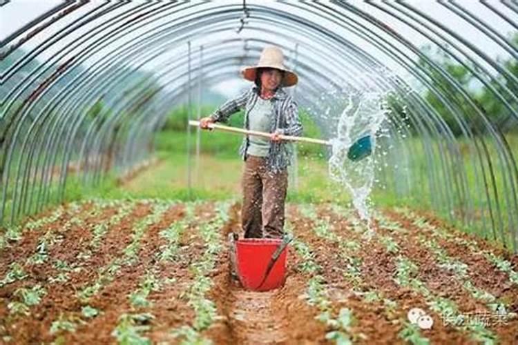 种地瓜时怎么施肥比较好