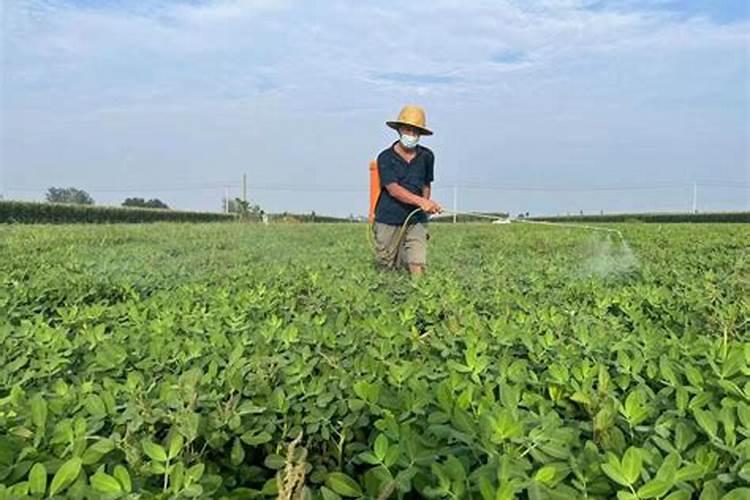 打完除草剂多久可以打叶面肥