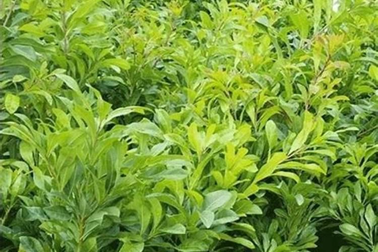 百香果种植多久收 多久才能收获百香果？