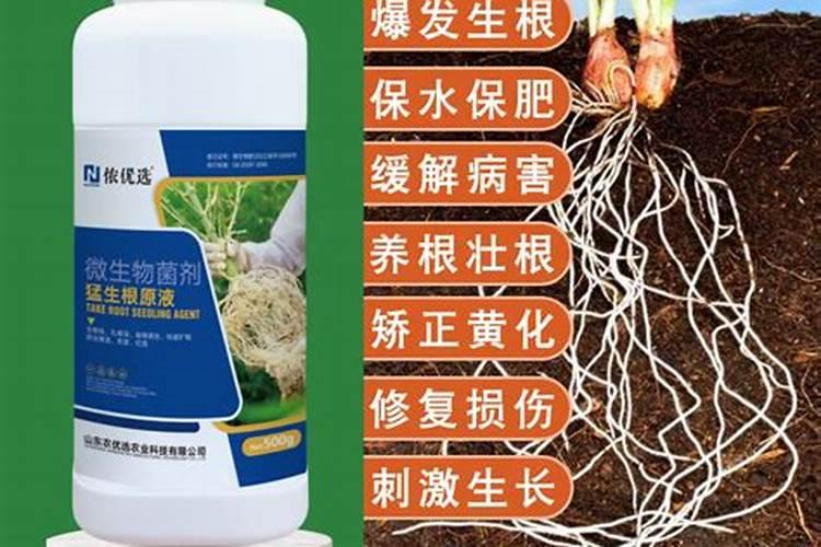 春天大棚月季花长红点落叶打什么药