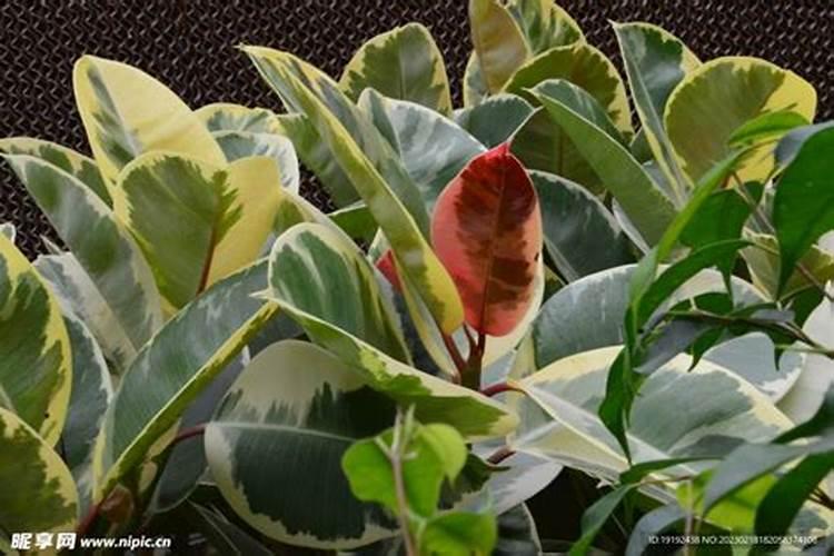 观叶植物用什么叶面肥,怎么施肥