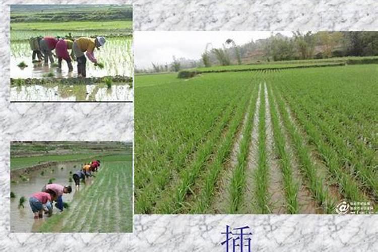 生长素的主要作用是: