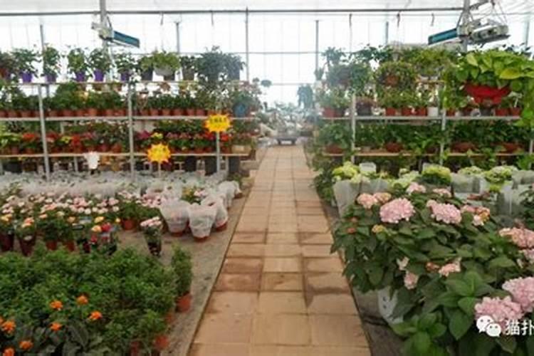 聊城阿土美农业科技有限公司怎么样？