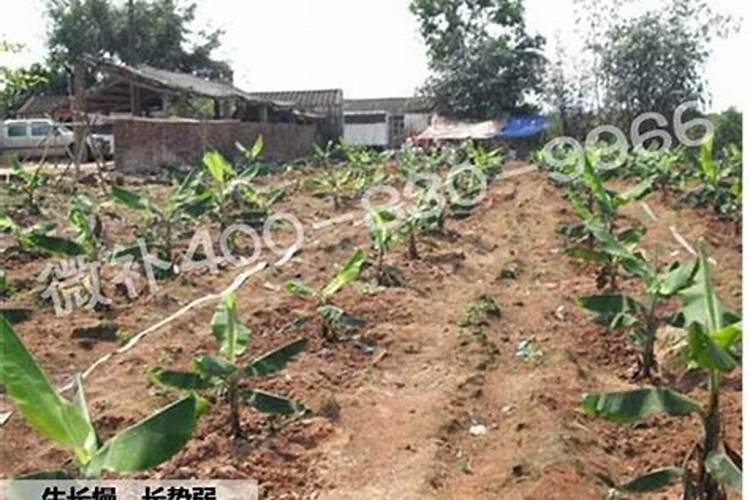 香蕉在种植过程中施什么肥好？施肥技术要点具体是什么呢？