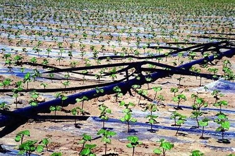 棉花地浇水在哪个时段加肥料合适？