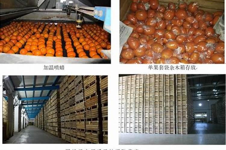 脐橙黄化树出花问题