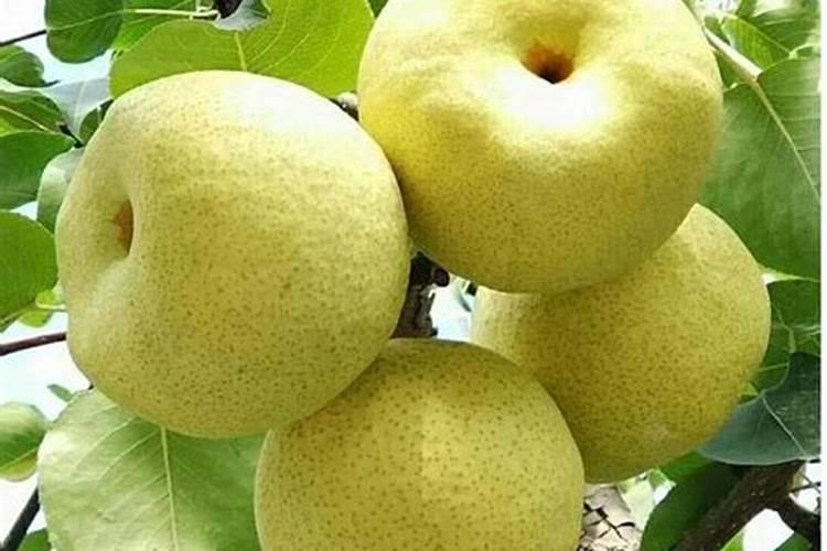 梨啥时候打膨大素好
