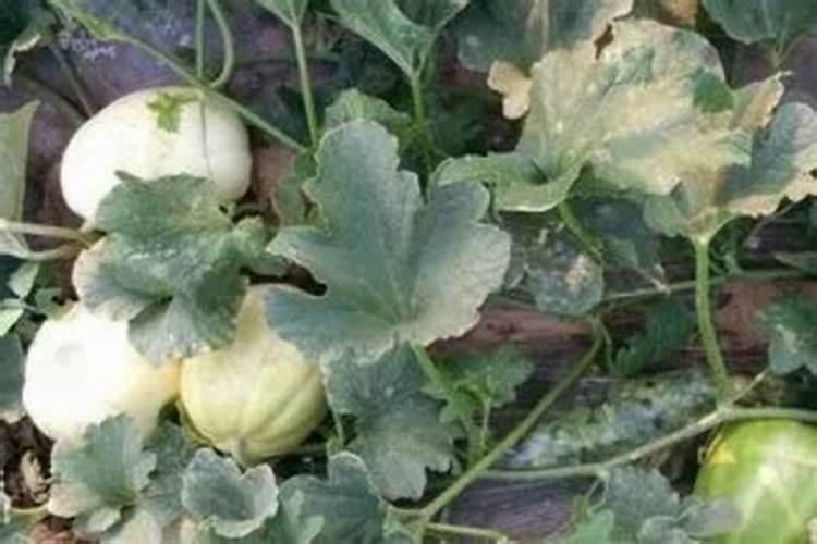 花多多15号适合浇什么花