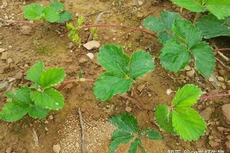 求教枇杷花很多确没什么果子什么原因呢？