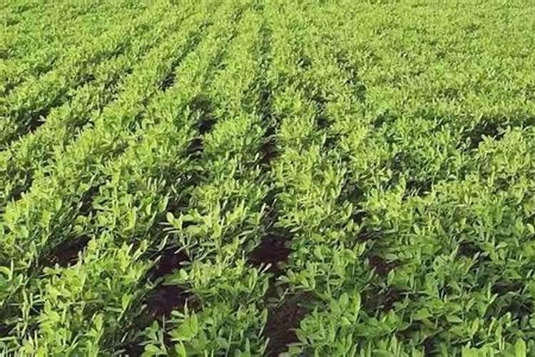 如何让枇杷开花整齐？