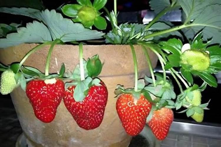 草莓施肥用什么肥料