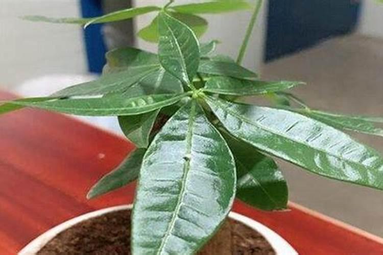 发财树需要施什么肥料