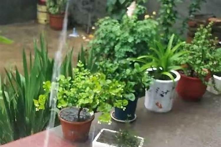 浇花氮肥有哪些