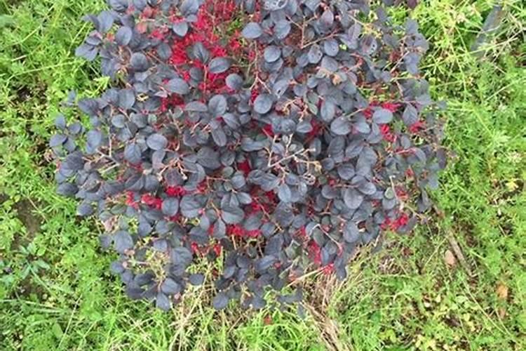 青川鱼有毒吗？