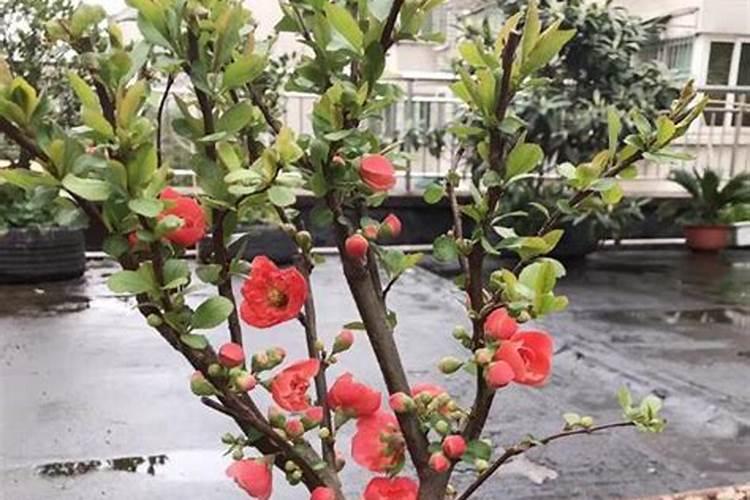 磷肥治盐碱地吗