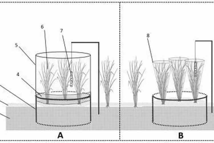 杜鹃开花期间施什么肥,能喷磷酸二氢钾吗