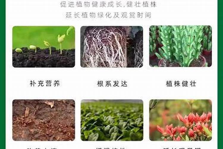 氨基酸在果树哪个时期用最佳