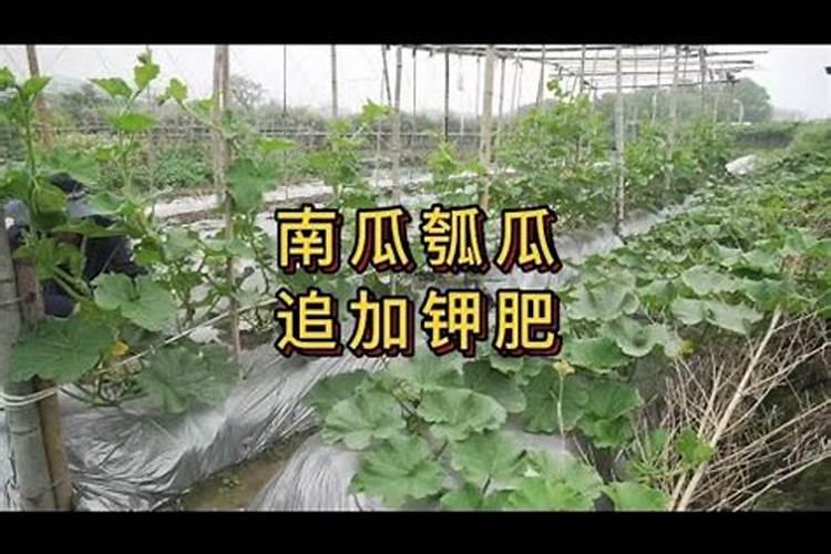南瓜接瓜后要追什么肥