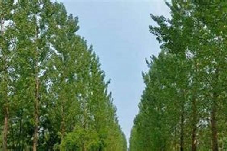 钾肥对西瓜有什么作用