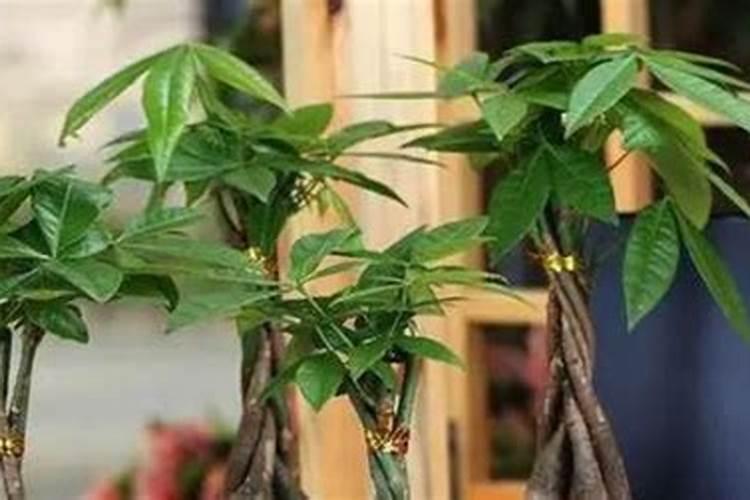 蔬菜施肥过量出现的生理病害症状