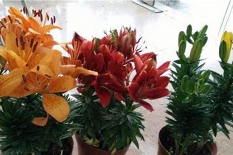 大棚种黄瓜菜籽饼和什么肥料铺底最好