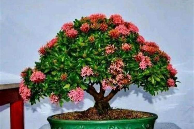 水溶肥能代替复合肥吗