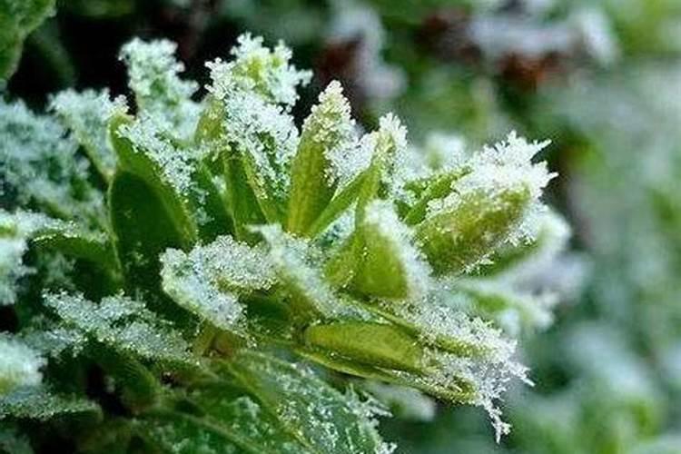 什么情况下需要喷叶面肥 绿植叶面肥施用指南