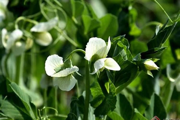 冬瓜多久施一次肥