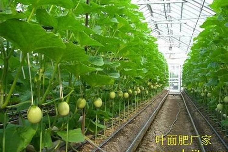 高温天气大棚甜瓜苗能打叶面肥吗？