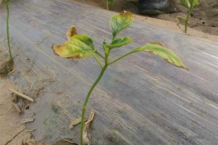 种植庄稼,磷酸二氢钾对庄稼使用后会有什么作用？