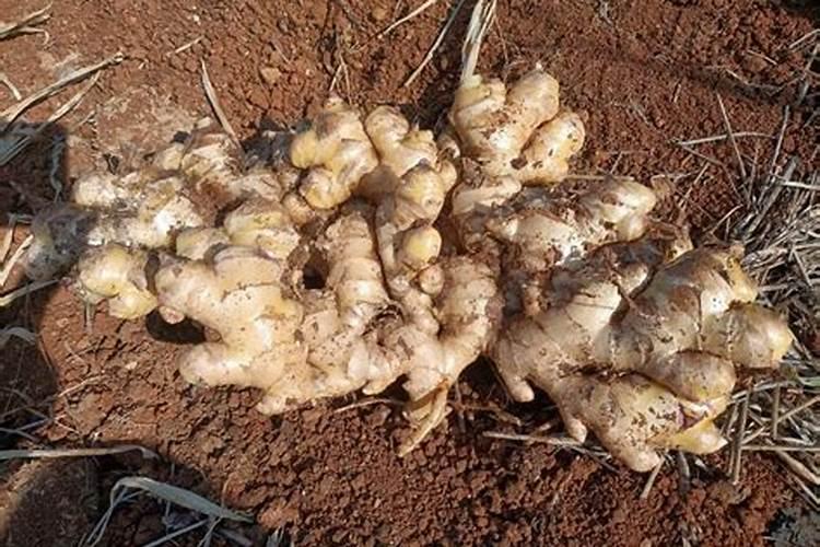 鱼蛋白肥料质量差别都很大,怎样挑选质量好的鱼蛋白肥料？