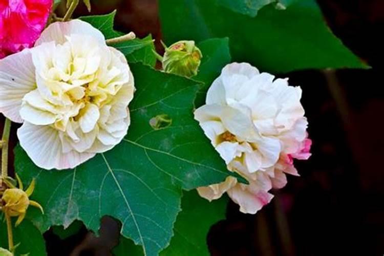 移栽茶梅如何施肥