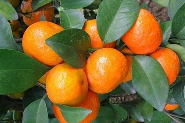 茄子施肥用哪种肥料好？