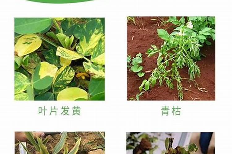手捻葫芦用什么肥料好