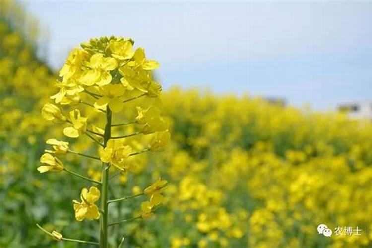 无花果含钾高吗