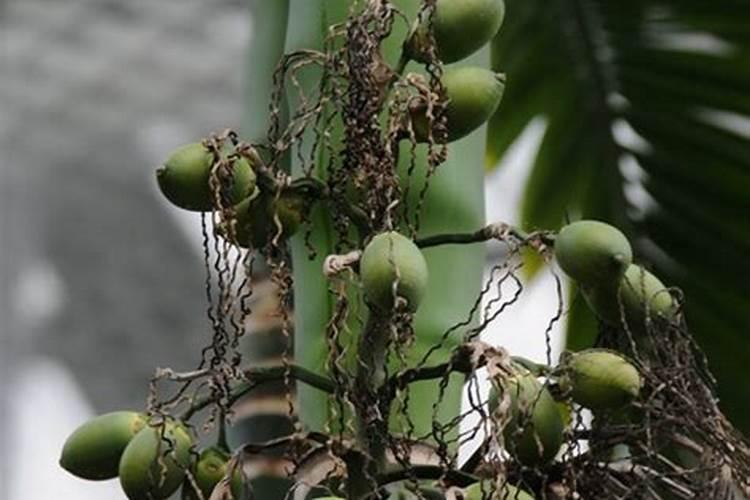 豆角云豆能打枯黄立克吗