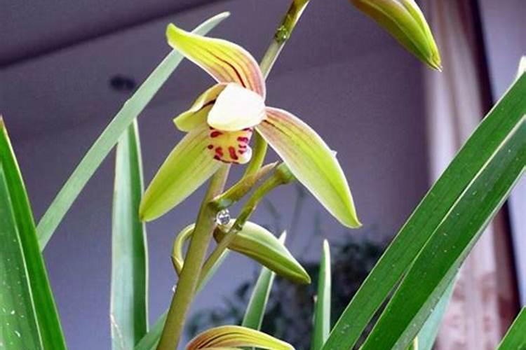 如何给兰花使用尿素令叶片更浓绿