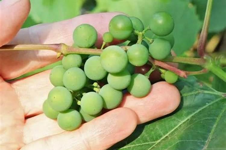 兰花需要磷酸二氢钾吗怎么施肥