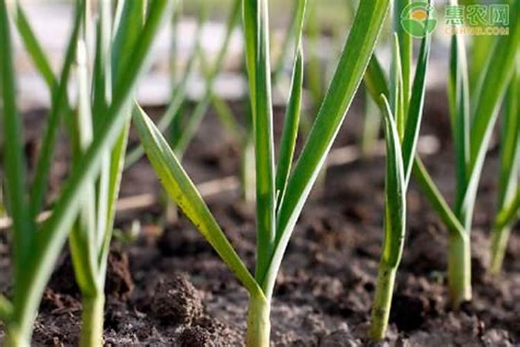 磷酸二氢钾浇花起什么作用(用来浇灌、喷施注意事项)