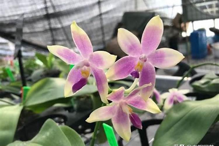 南昌鑫九润有机肥是促根,生根,效果怎样