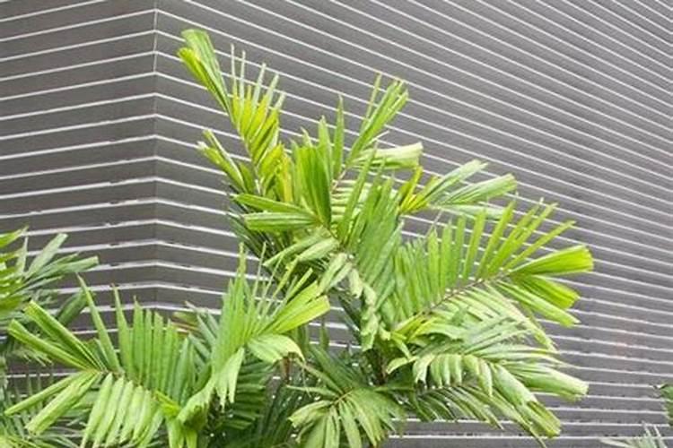 散尾葵用什么肥料