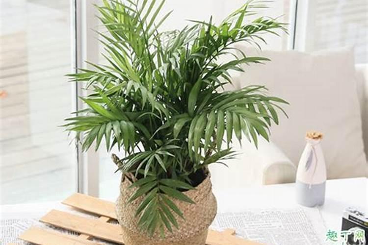 散尾葵叶斑病防治方法